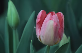 Dewy Pink Tulip 